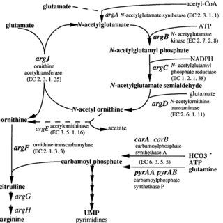 Organization Of Arginine Biosynthetic Genes In Gram Positive Bacteria