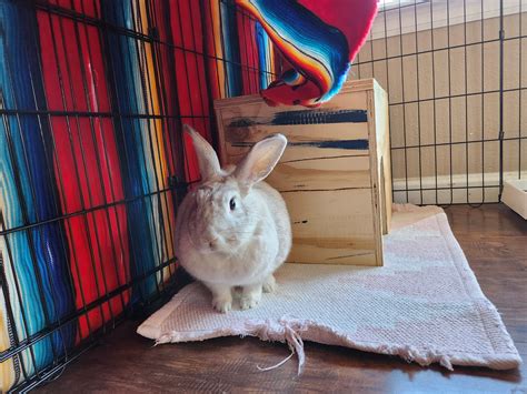 Adoptable Rabbits New Mexico House Rabbit Society