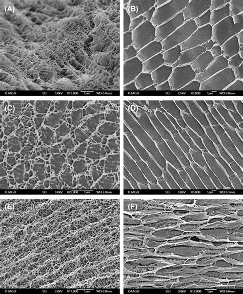 Cryo SEM Micrographs For 0 5 W V Formulations Of Gellan Gum A