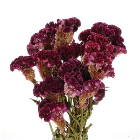 Dried Celosia Cristata Cockscomb Bunch Dried Flowers Blosmi