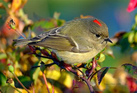 Ruby Crowned Kinglet Birding With Camera And Paint