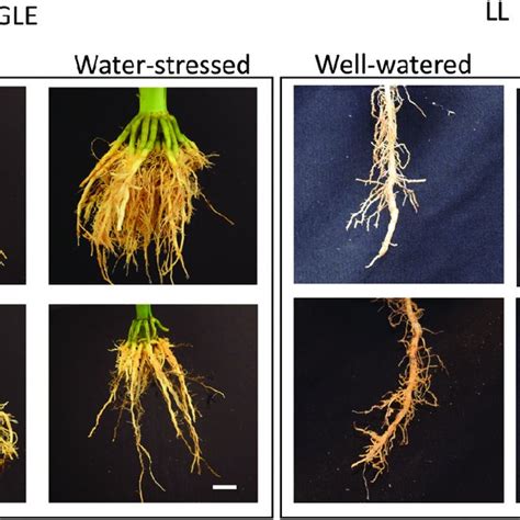 Genotypes Vary In Their Plastic Response To Drought Images Of Root