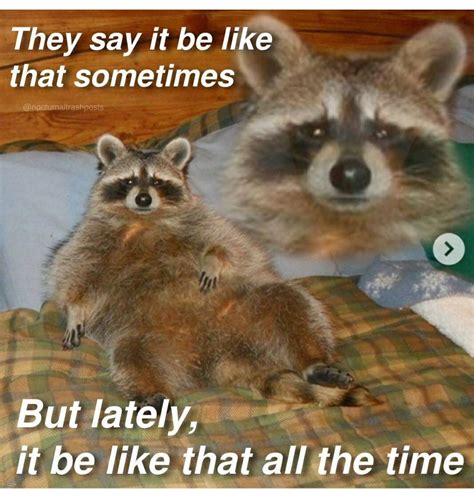 Nocturnal Trash Posts Raccoon Memes Instagram Artofit