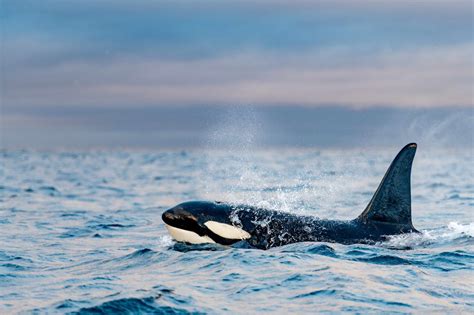 Por Qu Las Orcas Atacan A Los Barcos Esta Es La Explicaci N De Los