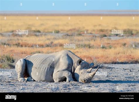 De Rinoceronte Negro Diceros Bicornis Macho Adulto Tendida En El