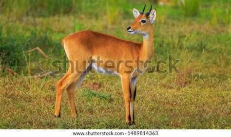 405 Oribi Stock Photos, Images & Photography | Shutterstock