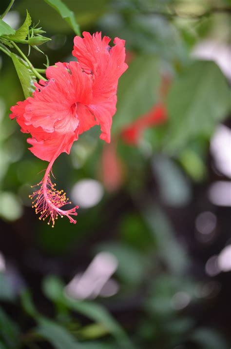 Blomma Hibiskus Botanik Gratis foto på Pixabay Pixabay