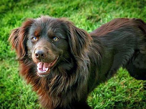 10 Irresistible Irish Setter Mixes