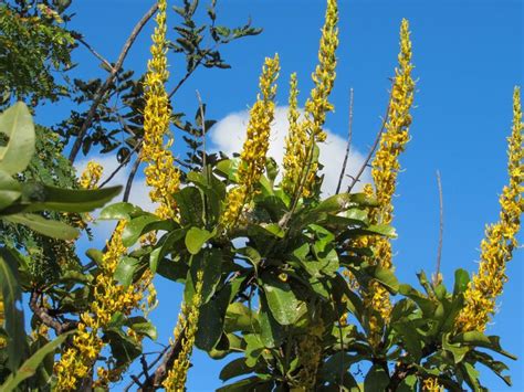 Flores Do Serrado Goiano Plants Garden