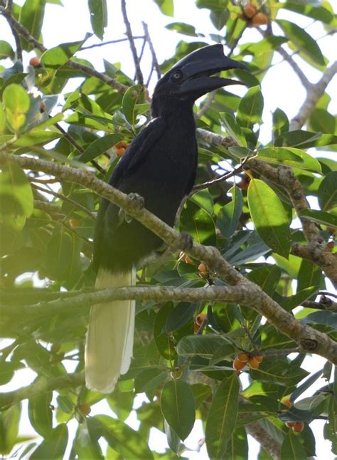 Sulu Hornbill | IUCN Hornbill Specialist Group