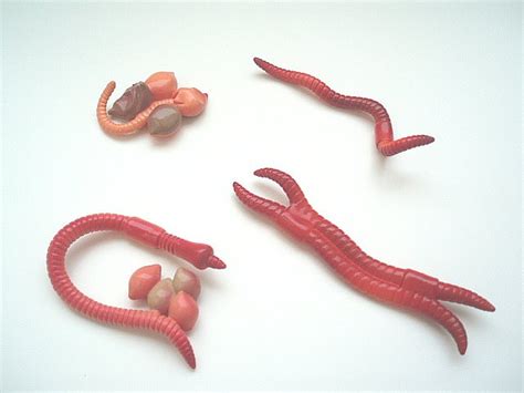 Earthworm Life Cycle Figures w/ Free 3-part cards