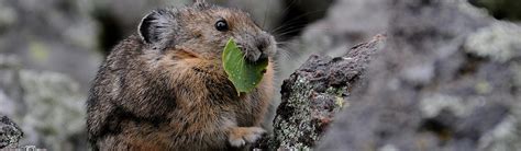 Pikas Us National Park Service