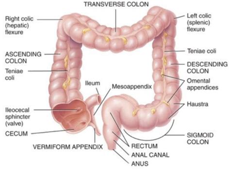 Digestive System Large Intestine Flashcards Quizlet