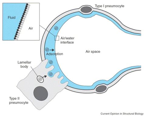 Surfactant Lowering Pulmonary Surface Tension Owlcation