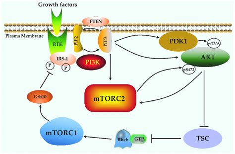 Crosstalk Between MTOR Signaling And PI3K Akt Pathway Growth Factors