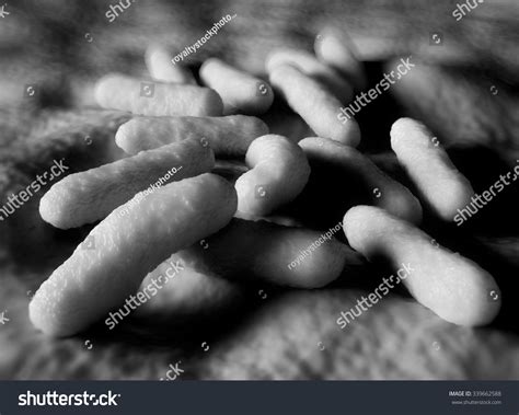 Salmonella Bacteria Can Cause Food Poisoning Stock Illustration ...