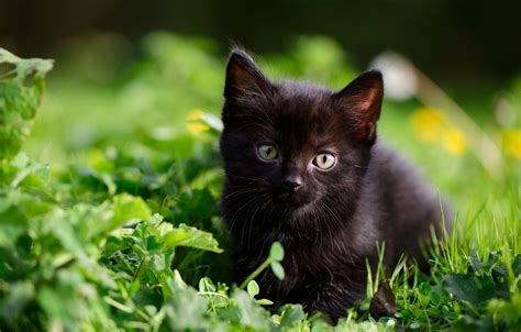 Black Kitten Wallpapers - 4k, HD Black Kitten Backgrounds on WallpaperBat