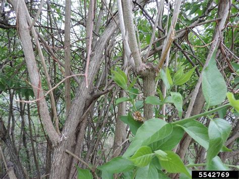 Amur Honeysuckle Lonicera Maackii Rupr Herder