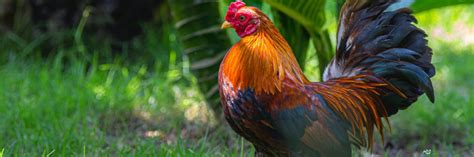 Bantam Chickens: Breed Profile and Care Guide (2022)