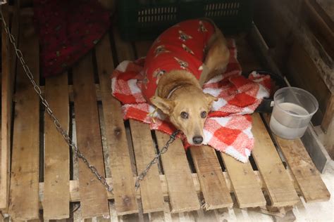 Mais de 40 animais encontraram um novo lar no Arraial da Adoção de São