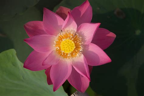 Lotus Flower Meaning, Symbolism and Colours - MORFLORA