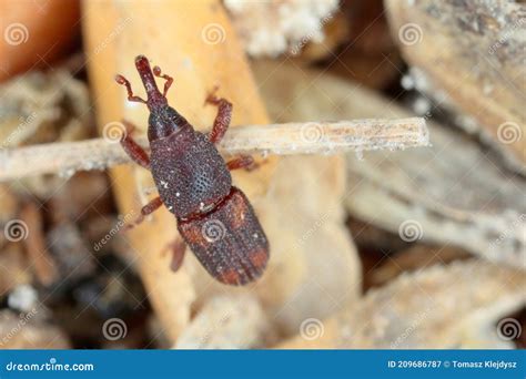 The Rice Weevil Sitophilus Oryzae A Stored Product Pest On Damaged