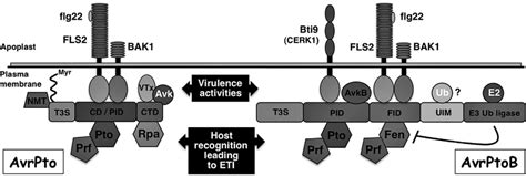 1 Summary Of Host Proteins That Interact With Avrpto And Avrptob As Download Scientific Diagram