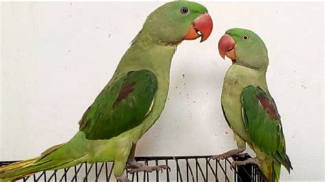 Parrot Mating Dance Alexandrine Parrot Talking First Time Youtube