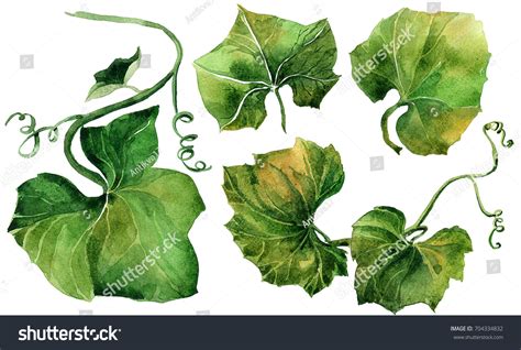 Set Watercolor Leaves Hand Drawn Isolated Stock Illustration 704334832