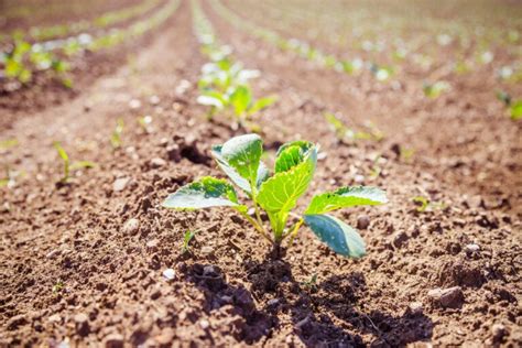 Agricultura biodinámica origen y características Mejor con Salud