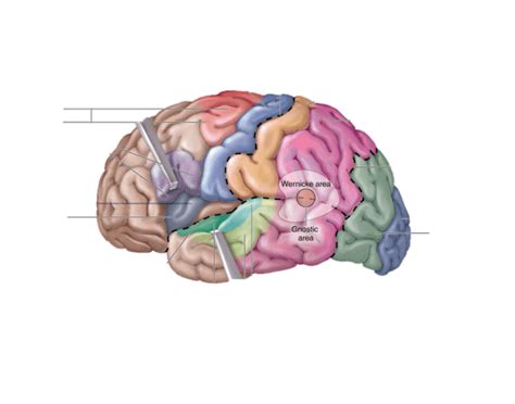 regions of brain Quiz