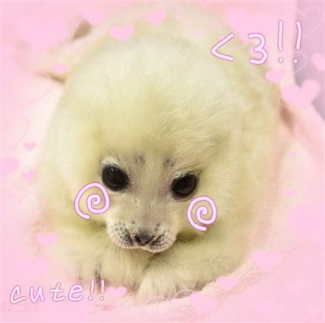 Seal Pup, Baby Seal, Animals Bugs, Baby Animals, Toro Inoue, Cute Seals ...