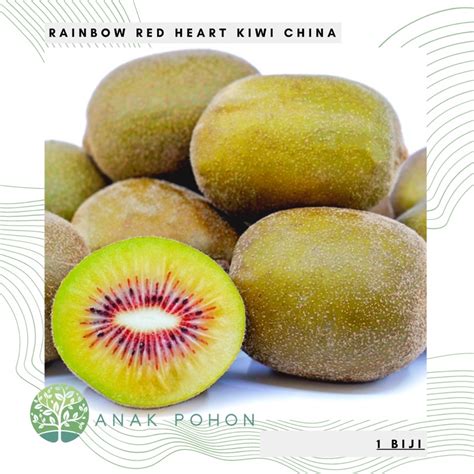 Jual Benih Bibit Biji Rainbow Red Heart Kiwi China Buah Kiwi Merah