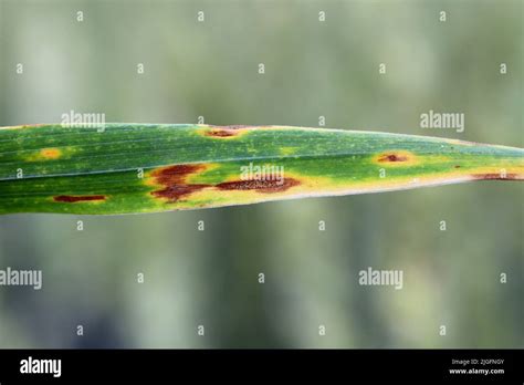 Septoria Leaf Spot Phaeospaeria Nodorum Lesion On Wheat Leaf Stock