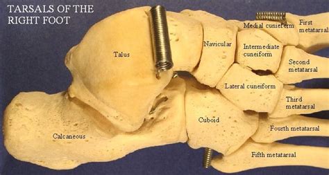 Tarsals Human Anatomy And Physiology Anatomy And Physiology Human