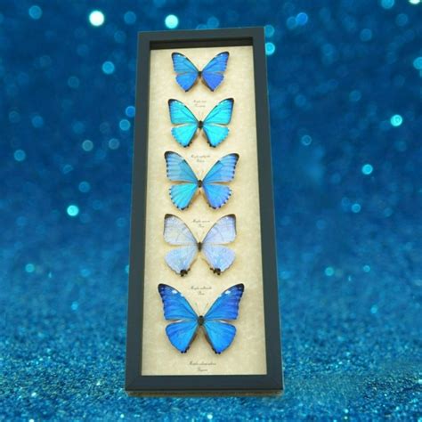 Diamond Morpho Butterfly Collection Framed Butterflies Taxidermy