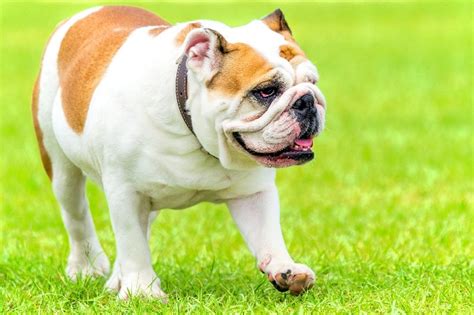 Bulldog: La Guía Definitiva sobre esta Raza | Terránea®