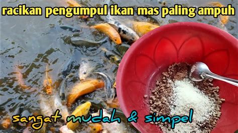 BONGKAR RAHASIA RACIKAN PENGUMPUL IKAN MAS BOM BANDUL ANDALAN KANG