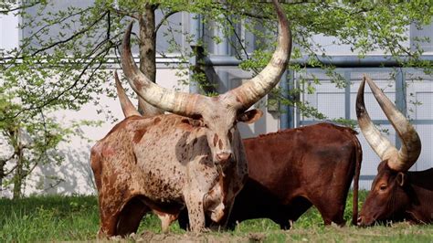 Ankole-Watusi cattle, new at the Philadelphia Zoo, have stunning crescent-shaped horns | PhillyVoice