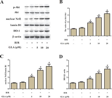 Glaucocalyxin A Protects H C Cells Against Hypoxia Reoxygenation