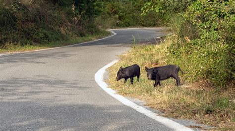 Accidentes con animales en la carretera quién es el culpable