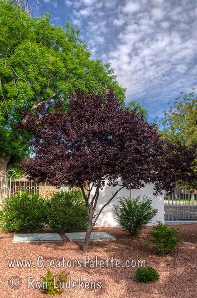 Purple Pony® Flowering Plum (Prunus cerasifera 'Purple Pony') - CreatorsPalette