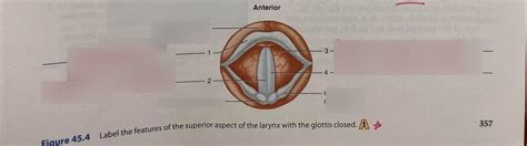 lab diagram  superior view  larynx glottis closed diagram quizlet