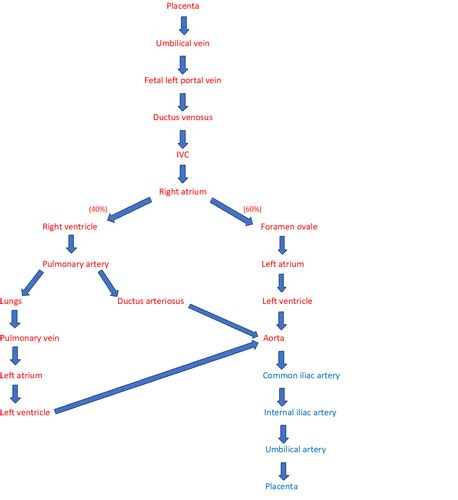 OB 2 Exam 4 Flashcards Quizlet