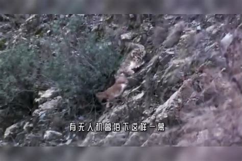 雪豹捕食被困50米绝命悬崖，绝望的它坠落崖底，镜头拍下全过程坠落悬崖雪豹