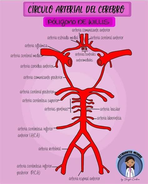 Pin de Aket Silva en Medicina Arteria vertebral Paramédico Neurología