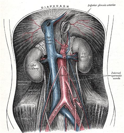 Common Iliac Arteries Howmed