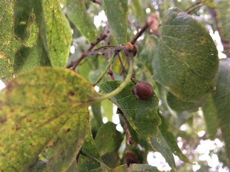 Hackberry Tree Fruit | Fruit Trees