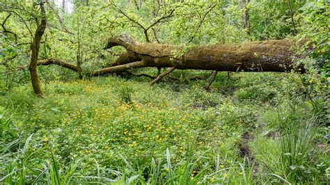 Ardenne Gaume Espaces Naturels En Wallonie