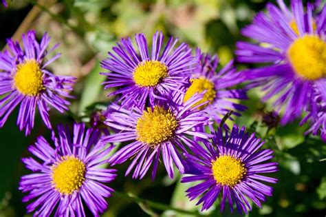 6 guides de référence pour identifier les fleurs sauvages facilement